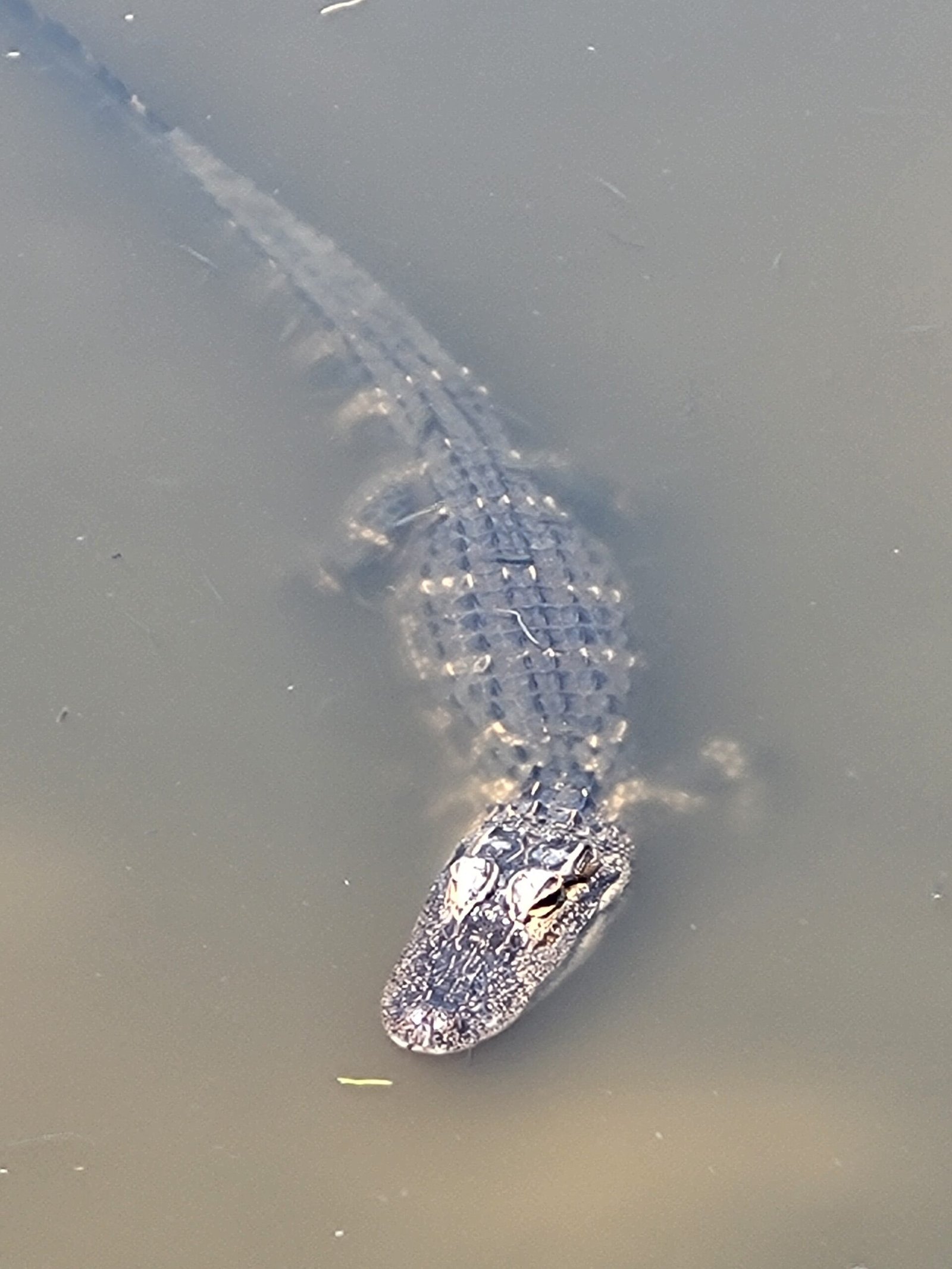 Titusville florida - things to do in vero beach with kids