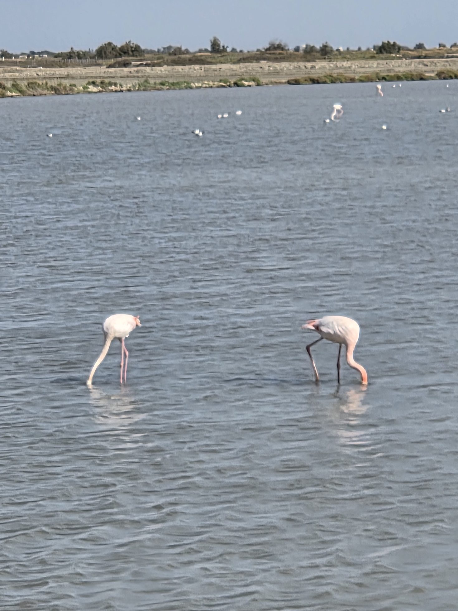 Two pink flamingos wading in shallow grey water with their heads down, feeding, and a flat marsh shoreline in the distance