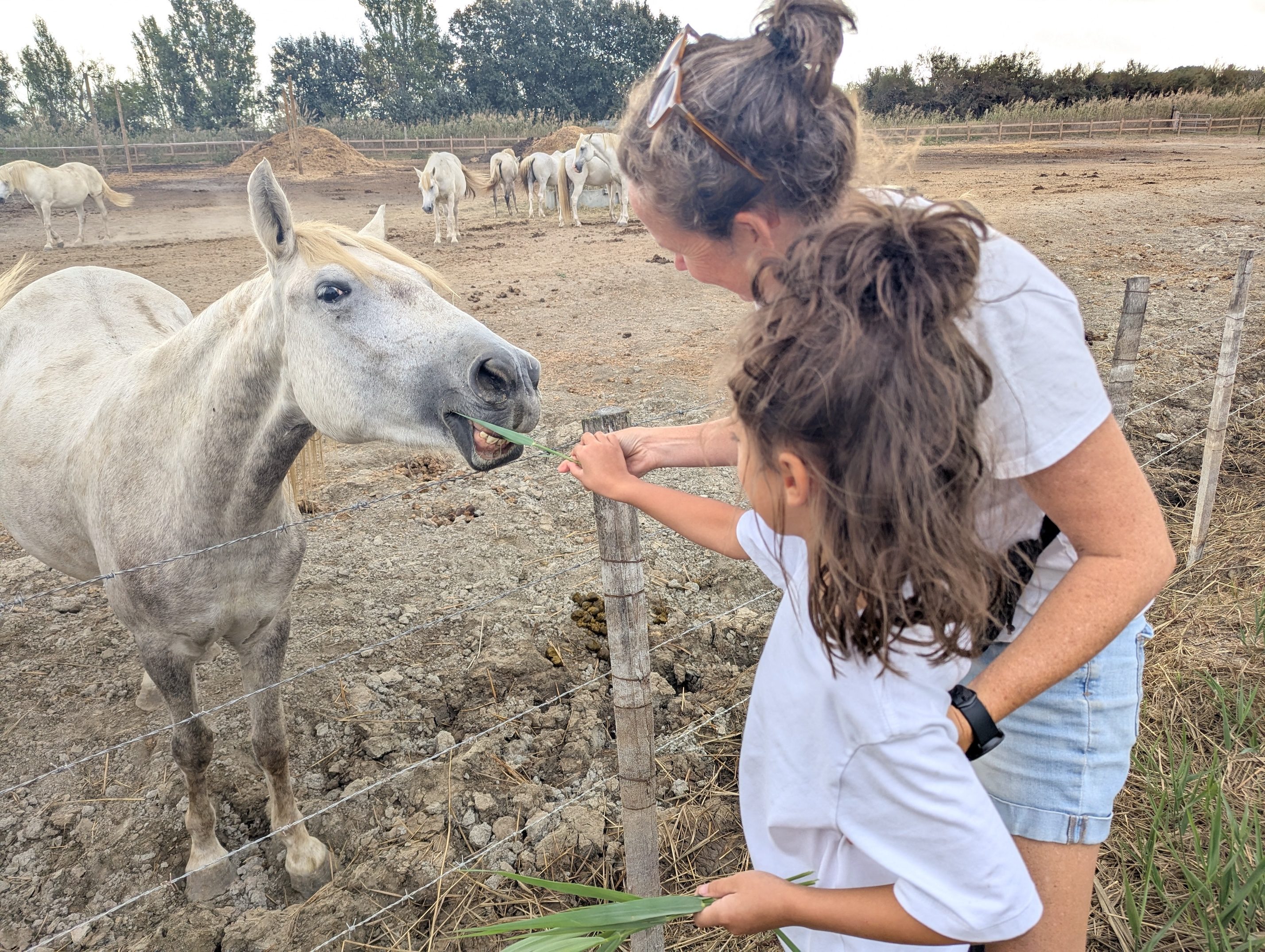 Remi holding out a bunch of grass through a wire fence to a white Camargue horse while Dani helps her, more white horses standing in the dusty paddock behind