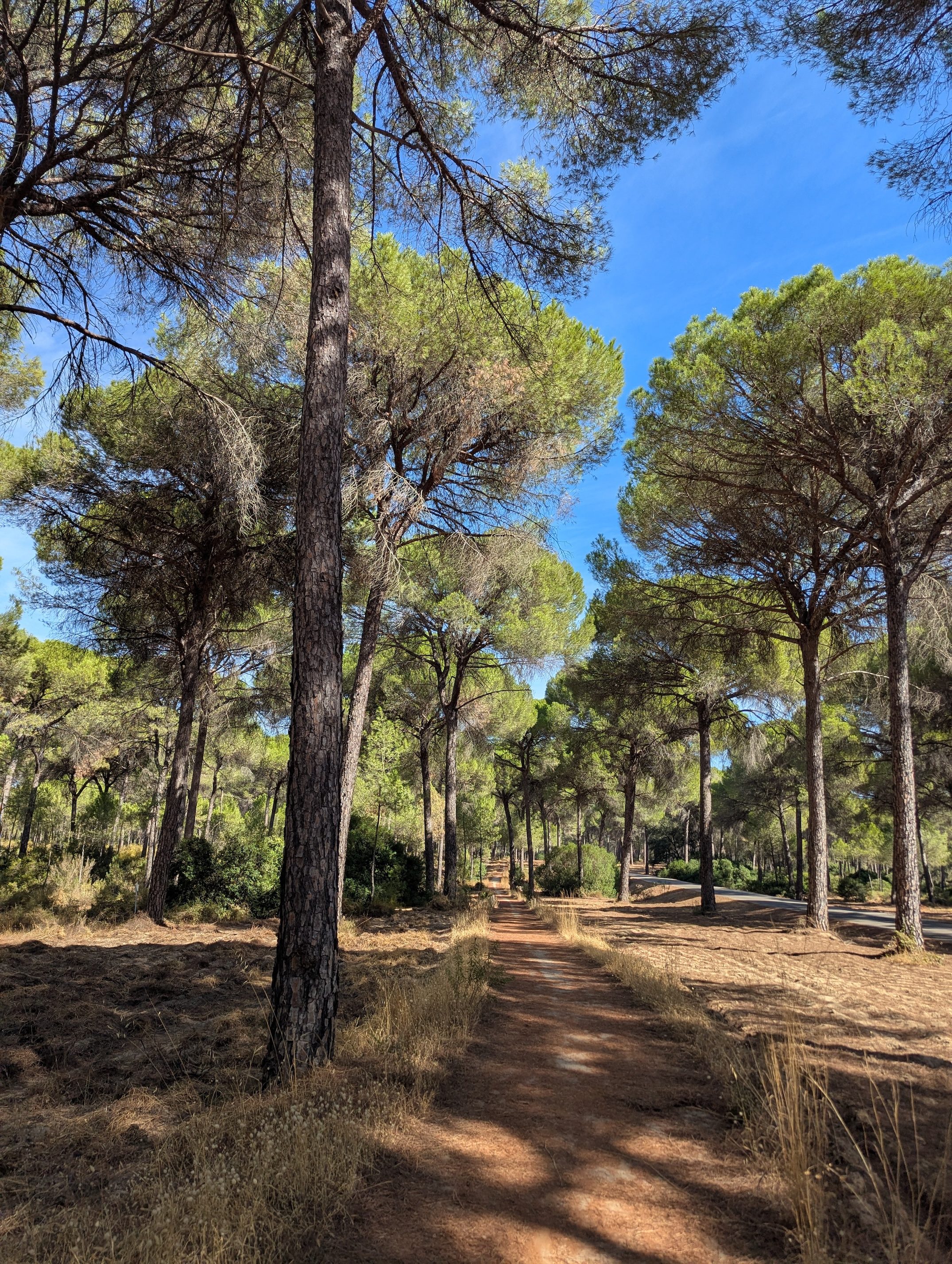 A sandy path running through tall umbrella pines under a blue sky, with dry grass on either side